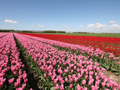 Holiday house Brekkense Wiel 173 - Environment photo 30