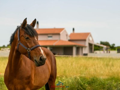 Holiday house Ana - Environment photo 42