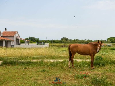 Holiday house Ana - Environment photo 44