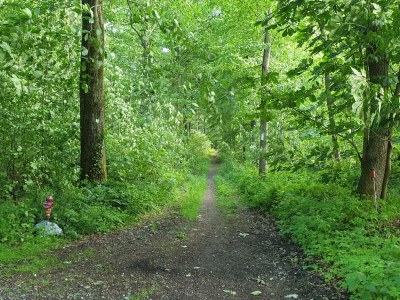 Holiday apartment Apt. Autumn in Villa Waldrand - Outdoor photo 7