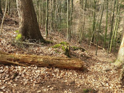 Holiday apartment Apt. Autumn in Villa Waldrand - Environment photo 21