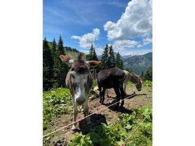 Holiday apartment EsNeschtle - Environment photo 17