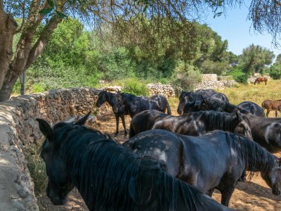 Villa Talaia D'Artrutx - Outdoor photo 20