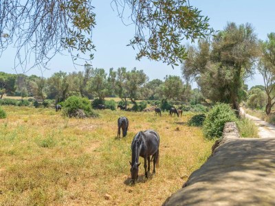 Villa Talaia D'Artrutx - Outdoor photo 21