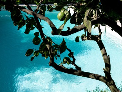 Villa with garden and private pool in Vence - 554 VEN - Outdoor photo 11