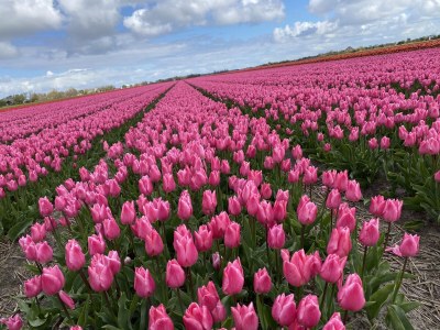 Holiday house Ferienhaus Duinzicht  Buitenplaats 115 mit Sauna - Environment photo 47