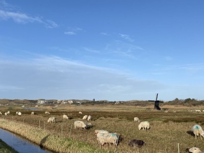 Holiday house Ferienhaus Duinzicht  Buitenplaats 115 mit Sauna - Environment photo 48