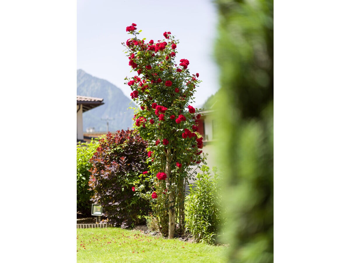 Holiday apartment Alpine Paradise at the AlpinschlÃ¶ssl - Outdoor photo 5