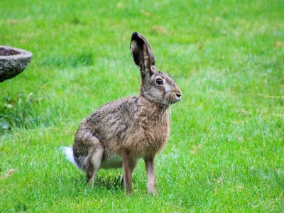 Holiday house 4 Personen Ferienhaus in Hadsund - Outdoor photo 15