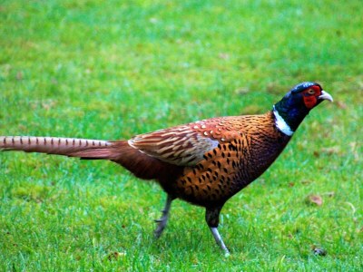 Holiday house 4 Personen Ferienhaus in Hadsund - Outdoor photo 19
