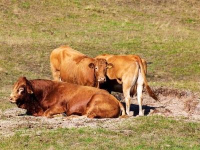 Holiday house 4 Personen Ferienhaus in Hadsund - Outdoor photo 40