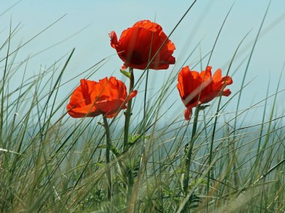 Apartment Studio 't Zwanennest - Environment photo 24