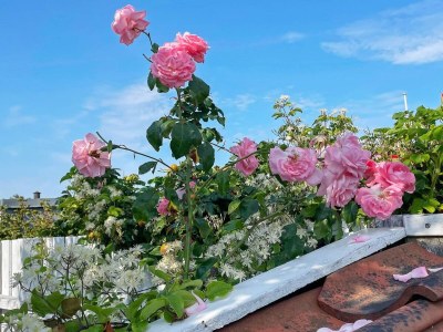 Holiday house 6 Personen Ferienhaus in Otterup-By Traum - Outdoor photo 3