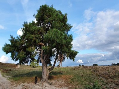 Holiday house Holiday home in Hattemerbroek with smart TV - Environment photo 29
