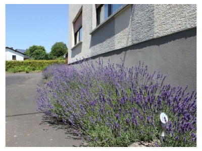 Apartment 5-Bett-Ferienwohnung Bad/WC, 3 Schlafräume - Outdoor photo 6
