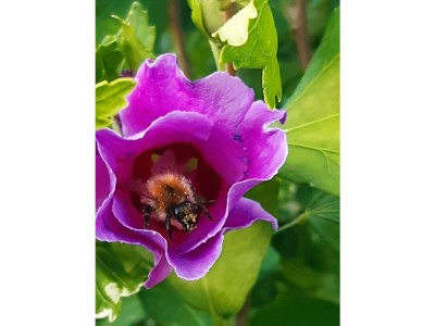 Apartment 2-Bett-Ferienwohnung Familie Mohrs, Du/WC - Outdoor photo 19