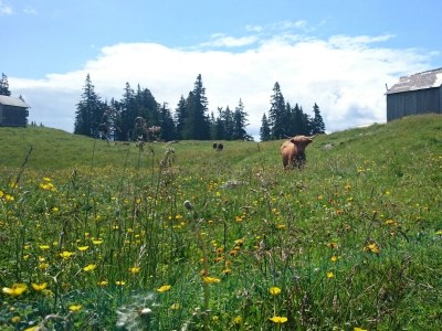 Holiday house Waldhäusl - Outdoor photo 17