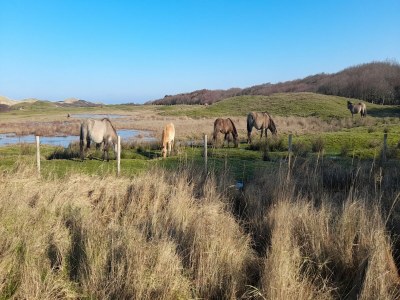 Chalet Chalet in Oostkapelle nahe Strand - Environment photo 32