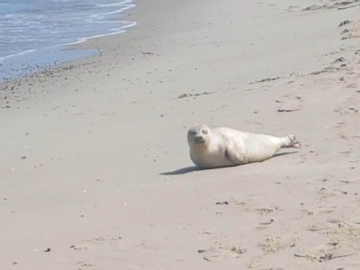 Chalet Chalet in Oostkapelle nahe Strand - Environment photo 33
