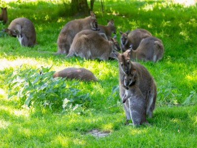 Apartment Apartment near the Beach - Outdoor photo 39
