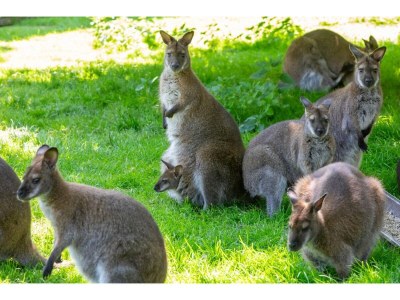 Apartment 4-Person Stay at Rustenpolder - Environment photo 25