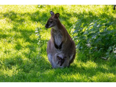 Apartment 4-Person Stay at Rustenpolder - Environment photo 32