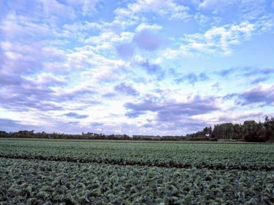 Holiday house Peaceful Retreat near Zeeland Beach - Environment photo 21