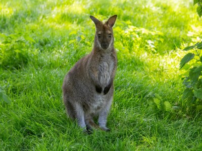Holiday house Peaceful Retreat near Zeeland Beach - Outdoor photo 39