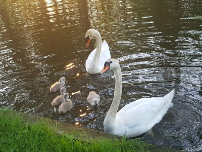 Farmhouse Gruppenhaus in Giethoorn mit Wasserterrasse - Outdoor photo 42