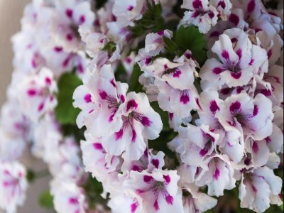 Apartment Apartment Garden M&M - One Bedroom Apartment - Outdoor photo 29