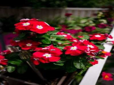 Apartment Rooms Edna - Twin Room - Outdoor photo 2