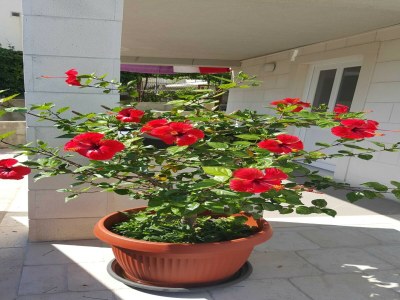 Apartment Apartments Pojko - One-Bedroom Apartment with Terrace (Yellow) - Outdoor photo 14