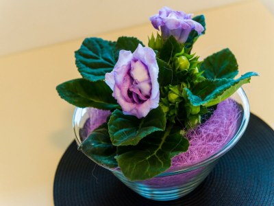 Apartment Apartment Eulalija- One-Bedroom Apartment with Terrace and Sea View - Outdoor photo 31