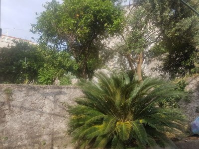 Apartment Apartment Saul Cavtat  - One Bedroom Apartment with Terrace and Sea View - Outdoor photo 5