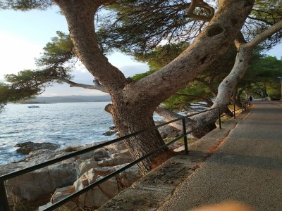 Apartment Apartment Saul Cavtat  - One Bedroom Apartment with Terrace and Sea View - Outdoor photo 18