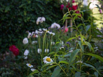 Apartment Villa Dubravka - Premium One Bedroom Apartment with Balcony and Sea View (Apartman 5) - Outdoor photo 12