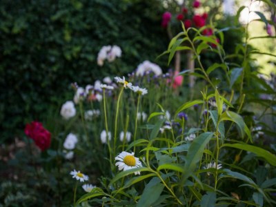 Apartment Villa Dubravka - Superior One Bedroom Apartment with Balcony and Sea View (Apartman 6) - Outdoor photo 13