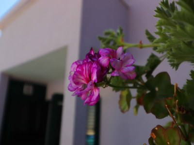 Villa Villa Lavanda Korčula - Five Bedroom Villa with Pool and Sea View - Outdoor photo 47