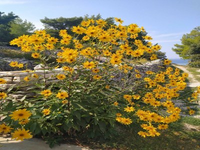 Holiday house Holiday Home Luna - Two Bedroom Holiday Home with Sea View - Outdoor photo 22