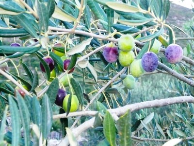 Holiday house Lavender Cottage-Two Bedroom  Holiday Cottage  with Terrace - Outdoor photo 6