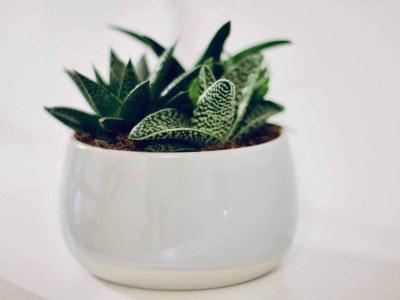 Apartment Dalmatian White Shell Apartment- Two Bedroom Apartment - Outdoor photo 33