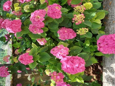 Apartment Apartment Sanja Opatija - Two bedroom apartment with Terrace and sea view - Outdoor photo 4