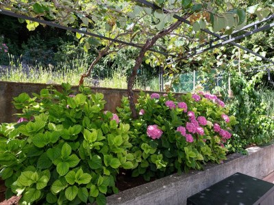 Apartment Apartment Sanja Opatija - Two bedroom apartment with Terrace and sea view - Outdoor photo 36