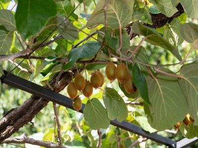 Apartment Apartment Sanja Opatija - Two bedroom apartment with Terrace and sea view - Outdoor photo 41