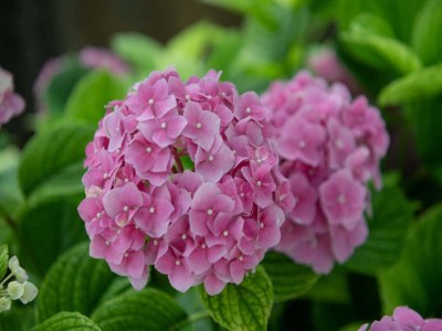 Apartment Apartment Sanja Opatija - Two bedroom apartment with Terrace and sea view - Outdoor photo 42