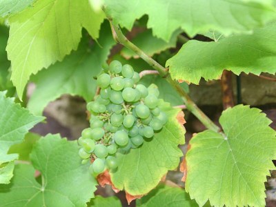 Holiday house Haus-Any - Environment photo 18