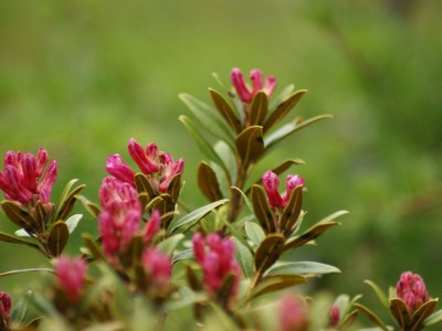 Holiday apartment im Niedrigenergie Haus Artho - Environment photo 25