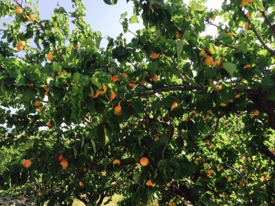 Bungalow Casa Montana - Environment photo 29