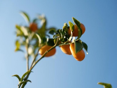 Apartment Cosy holiday home in Benitses with outdoor pool - Environment photo 23