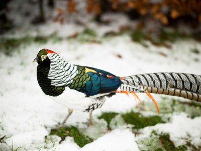 Holiday house Texel island with sauna, bathtub, pets allowed - Outdoor photo 9